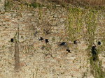 FZ010650 Crows flying by wall of Caerphilly castle.jpg